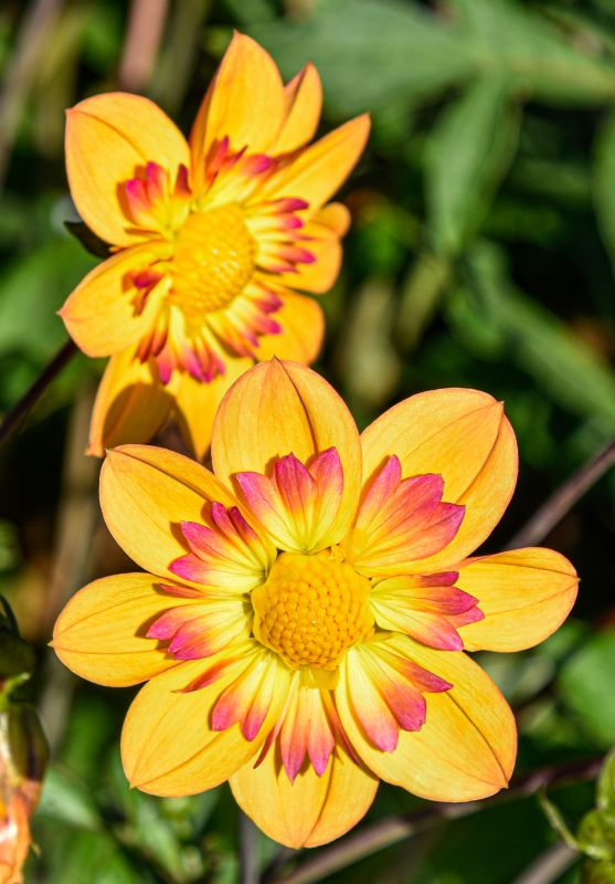 HalskrausenDahlie "Kelsey Annie Joy" Dahlienfee
